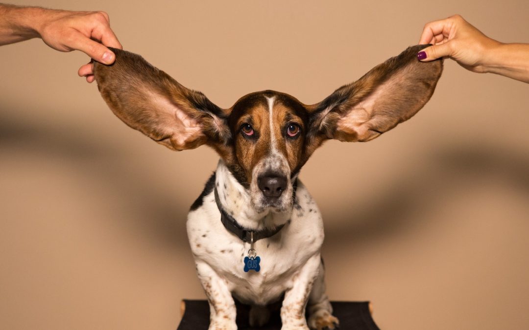 Live-Listen-dog-ears-photo-1080x675.jpg