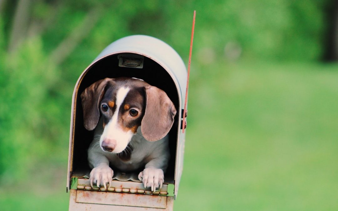 Mailbox-with-dog-photo-1080x675.jpg