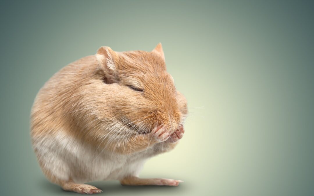 tired-mouse-photo-1080x675.jpg